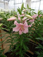 [4296 Berbiano VH No01.JPG]